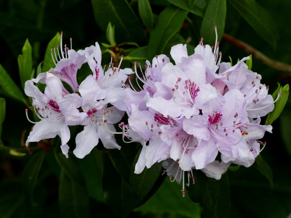 R. yunnanense